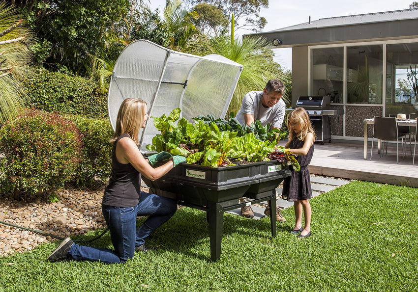 Medium Raised Garden Bed with Garden Cover