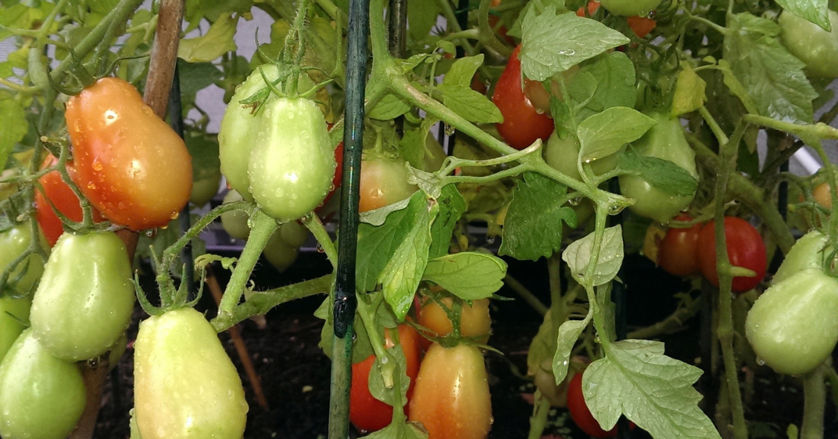 You Can’t Grow Tomatoes in a Vegepod…